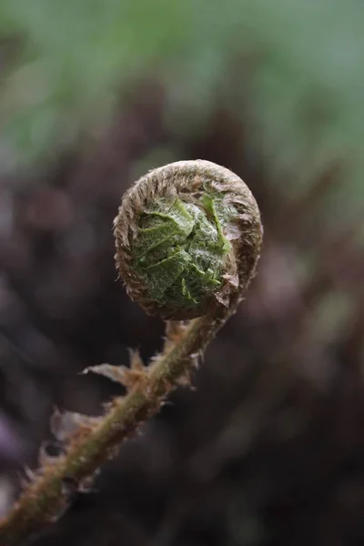 Bir Fern Geliştirme Aşaması — Stok fotoğraf