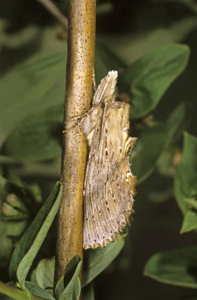 Close Pálido Proeminente Pterostoma Palpinum — Fotografia de Stock