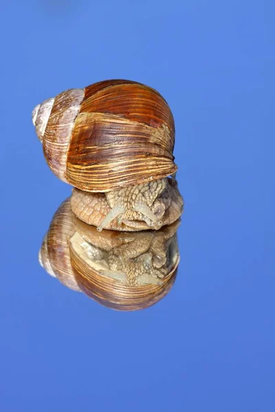 달팽이 거울에 달팽이 — 스톡 사진