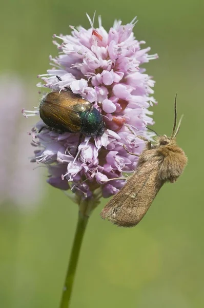 Garden Chafer Phyllopertha Horticola Spinner Moth Fleece Flower Polygonum Affine — Stock Photo, Image