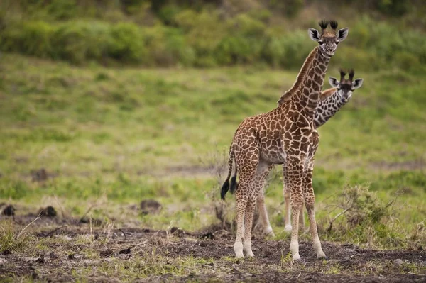 Két Szokatlan Zsiráfok Látszó Kíváncsi Arusha Nemzeti Park Tanzánia Afrika — Stock Fotó
