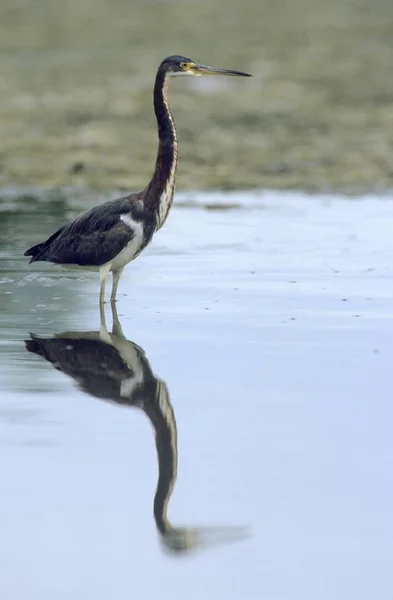 Garza de pie en el agua — Foto de Stock