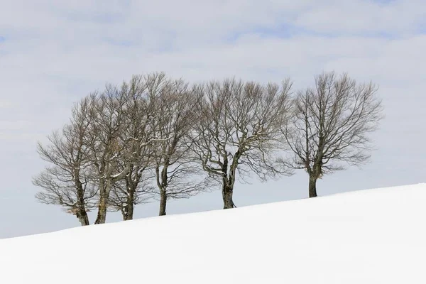 Fagus Sylvatica Drzew Śniegu Krajobraz Las Sezon Zimowy — Zdjęcie stockowe