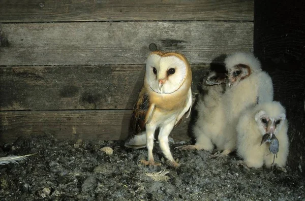 Tornugglor fåglar — Stockfoto