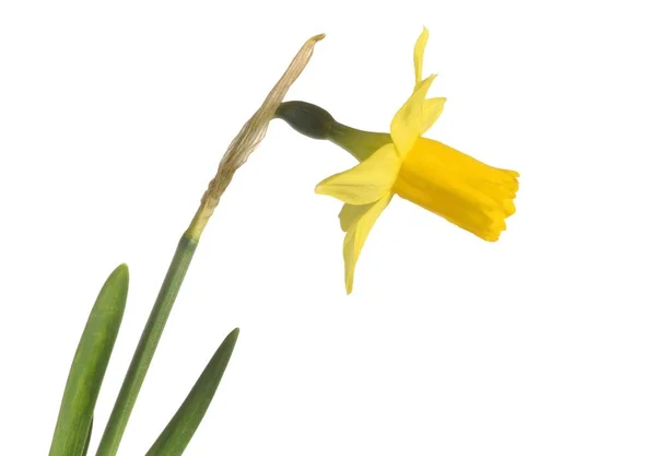 Gula Vilda Påsklilja Narcissus Pseudonarcissus — Stockfoto