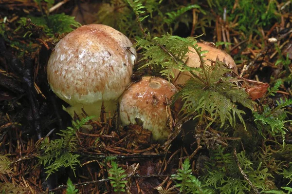 Honey Fungus Armillaria Spp Mushrooms Moss Norway Scandinavia Europe — Stock Photo, Image