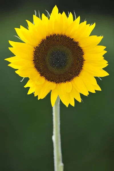 Blühende Gelbe Sonnenblume Blüte Helianthus Annuus — Stockfoto