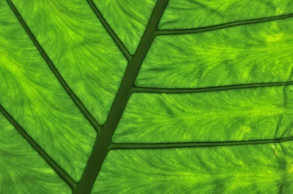 Детальний Вигляд Зеленого Текстурованого Листа — стокове фото