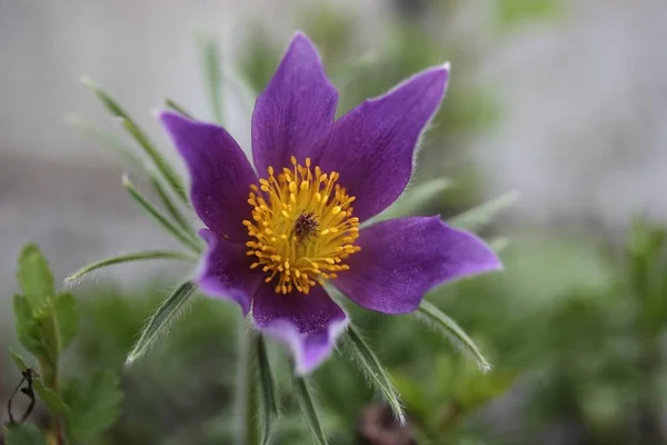 Fioletowy Sasanka Pulsatilla — Zdjęcie stockowe