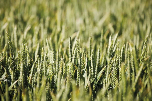 Закрыть Уши Пшеницы Triticum — стоковое фото