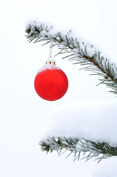 Czerwony Szklanych Bombkach Gałęzi Sosny Pokryte Śniegiem — Zdjęcie stockowe
