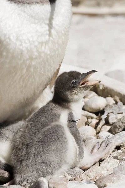 Pinguim Gentoo Pygoscelis Papua Pintinho Zoológico — Fotografia de Stock