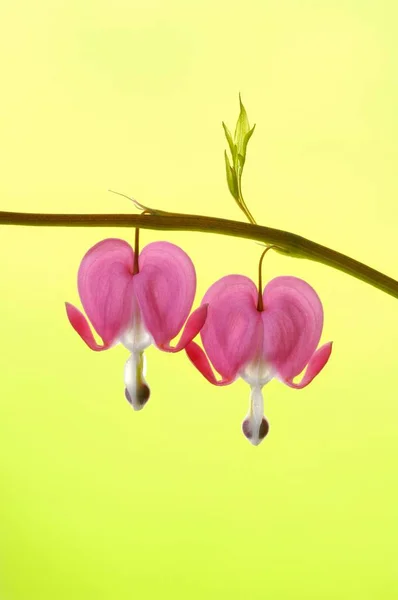 Pink Dicentra Spectabilis Hearts Flowers — Stock Photo, Image