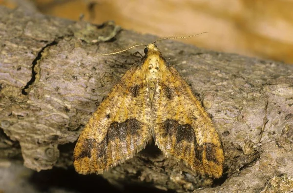 Close Mottled Umber Erannis Defoliaria — Fotografia de Stock
