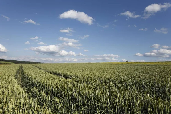 Пшеничне Поле Тлі Блакитного Неба — стокове фото