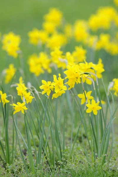 Άνθη Κίτρινα Jonquils Daffodils Νάρκισσος — Φωτογραφία Αρχείου