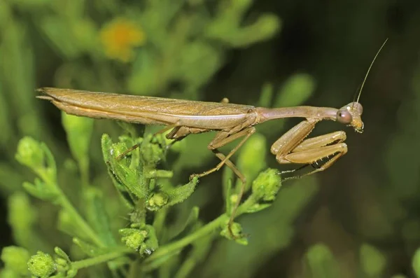 Mantis Dua Mantis Bileğinde Erkek Vurmaya Hazır — Stok fotoğraf