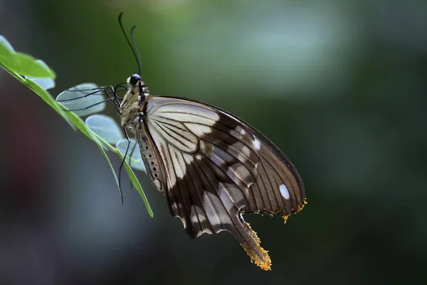 アフリカのアゲハ クロツグミ アゲハチョウまたは飛んでハンカチ アゲハ スカマンドロス — ストック写真