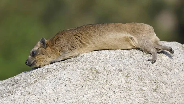 너구리 Procavia Capensis 햇볕에 Basking — 스톡 사진