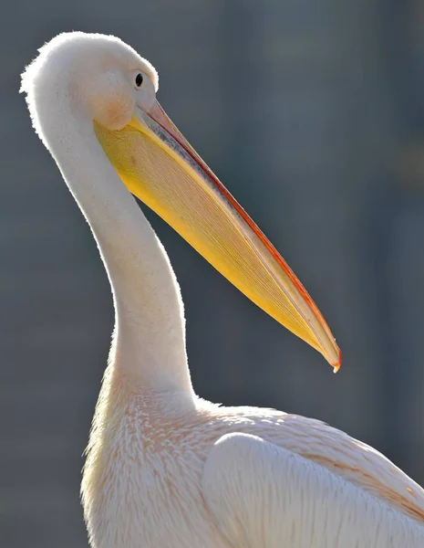 Büyük beyaz Pelikan — Stok fotoğraf