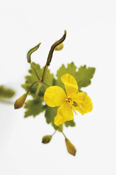Gran Celidonia Tetterwort Chelidonium Majus Planta Medicinal —  Fotos de Stock