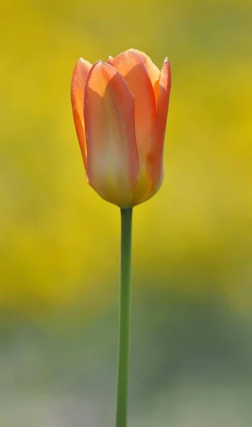 Uma Única Flor Tulipa Vermelho Orage Amarelo Tulipa Isolado Branco — Fotografia de Stock