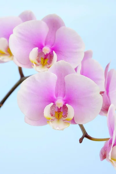 Орхідея Фаланопсис Крупним Планом Фауна Природі — стокове фото