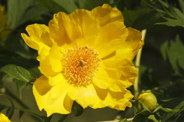 Flowering Yellow Peony Tree Paeony Paeonia Lutea — Stock Photo, Image