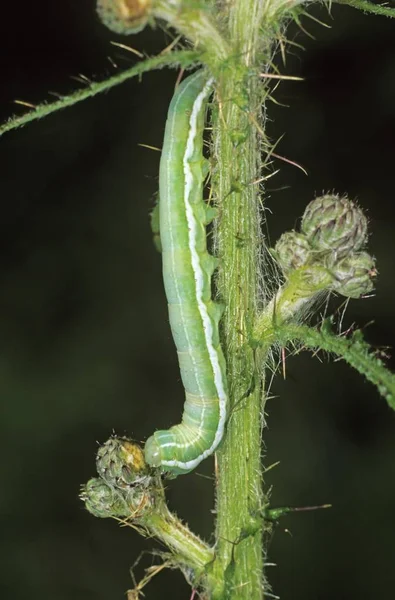 Grey Chi Antitype Chi Caterpillar Eating Flower Bud Thistle — Stock Photo, Image