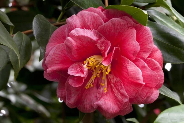 Kwiat Camellia Camellia Japonica — Zdjęcie stockowe