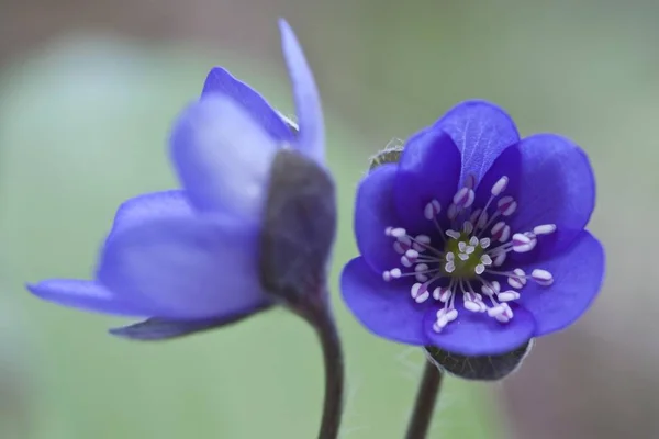 Fiori Comuni Hepatica Liverwort Anemone Hepatica — Foto Stock