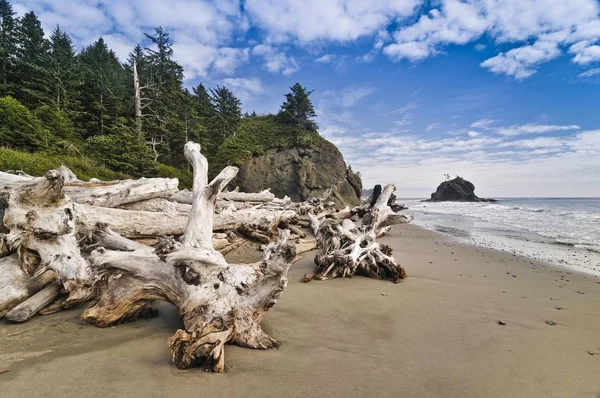 Tree Trunks Beach Washed Ashore Olympic National Park Washington Usa — Stock Photo, Image