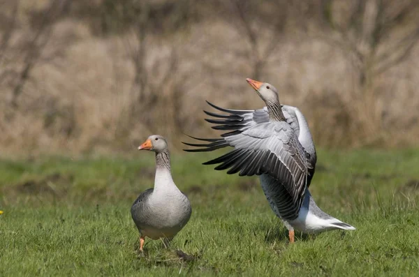 Grauwe Ganzen Anser Anser — Stockfoto