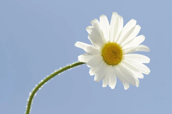 Gänseblümchen Leucantheme Und Blauer Himmel — Stockfoto