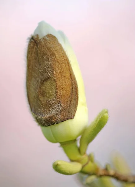 Цветущий Цветок Магнолии Magnolia Soulangeana Amabilis Cultivar — стоковое фото