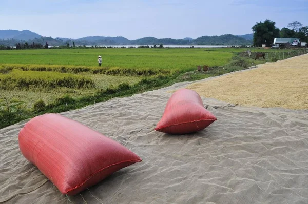 Sacos Arroz Rojo Frente Arrozal Vietnam Asia —  Fotos de Stock