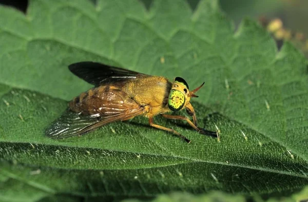 Silvius alpinus horse fly, male fly on green leaf