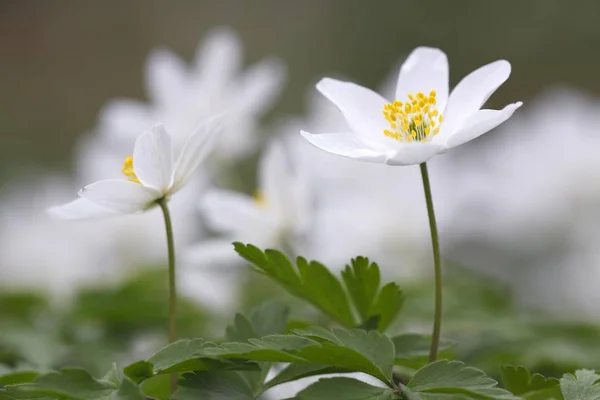 Wood anemone windflowers, white Anemone nemorosa