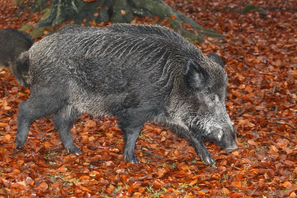 Wild Boar pig — Stock Photo, Image