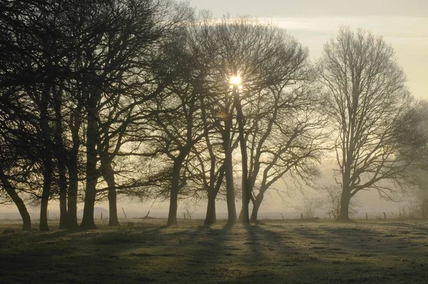 Matin Automne Dans Les Pâturages — Photo