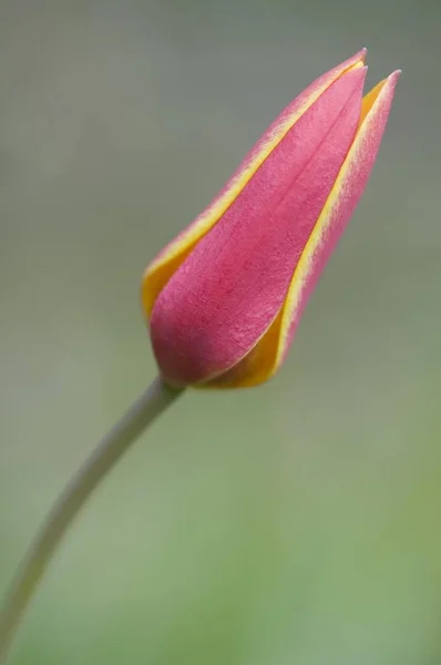 Uma Única Flor Tulipa Rosa Bonito Aromático Tulipa — Fotografia de Stock