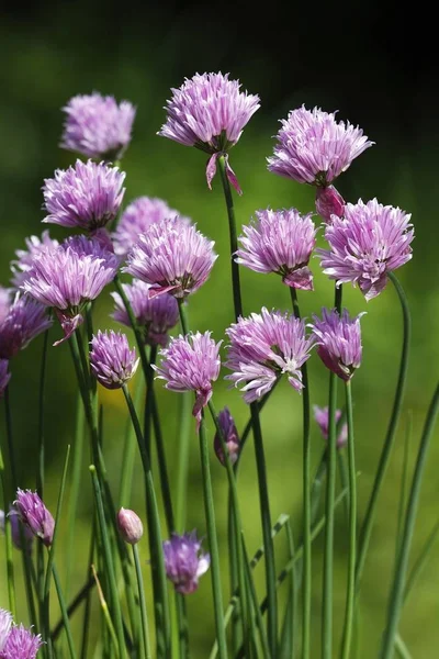 Цветущий Лук Allium Schoenoprasum Завод Специй — стоковое фото