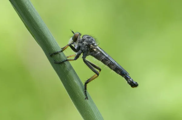 Robberfly Asa Torta Pamponerus Germanicus — Fotografia de Stock