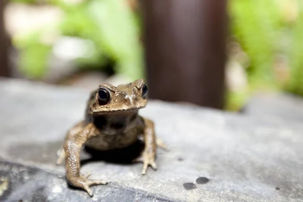 Sapo Bufonidae Livre — Fotografia de Stock