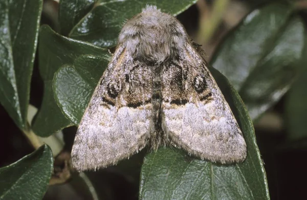 Notenboom Tussock Hazelaaruil Positie Rusten — Stockfoto