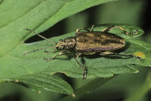 Especies Escarabajo Hoja Donacia — Foto de Stock