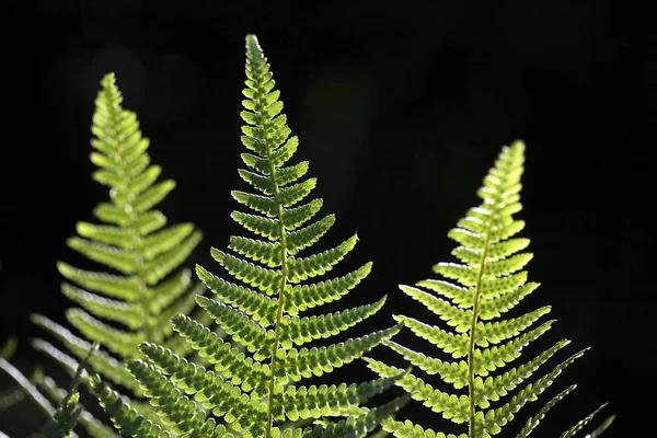 Primo Piano Foglie Verdi Felce — Foto Stock