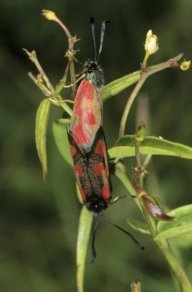 Burnet Escocés Delgado Zygaena Loti Copulando —  Fotos de Stock