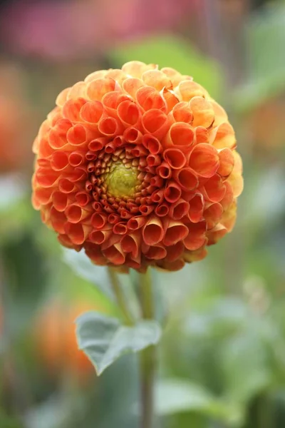 Kwiat Pomarańczy Kwiatu Dalii Pompon — Zdjęcie stockowe