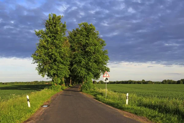 Lime Tree Linden Tilia Tree Lined Avenue Evening Light Mecklenburg — Stock Photo, Image